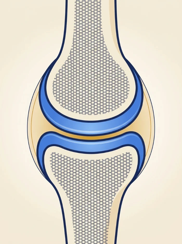 Joint anatomy — joint support