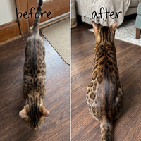 Meows Senior Cat Longevity Topper