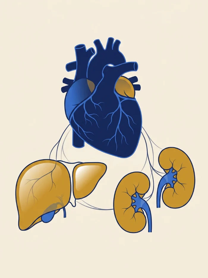 Heart, liver & kidneys — organ support