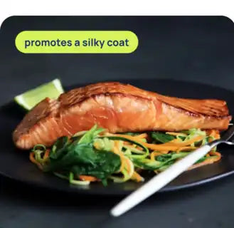 Salmon
