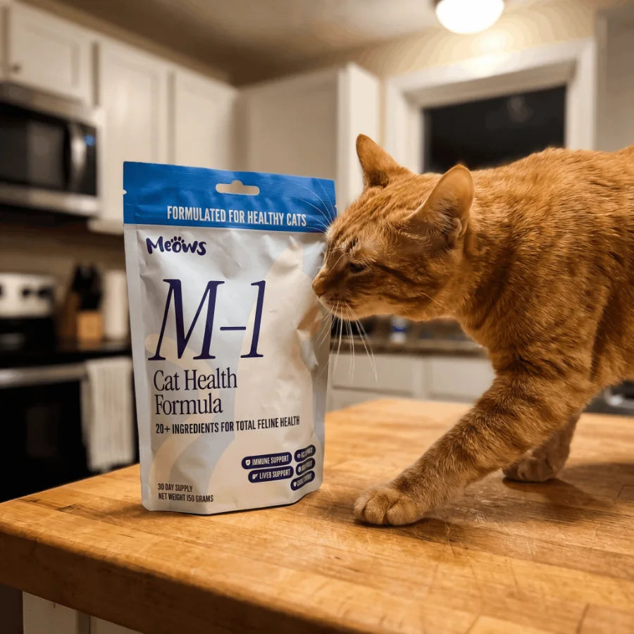 Orange cat investigating Meows M-1 bag